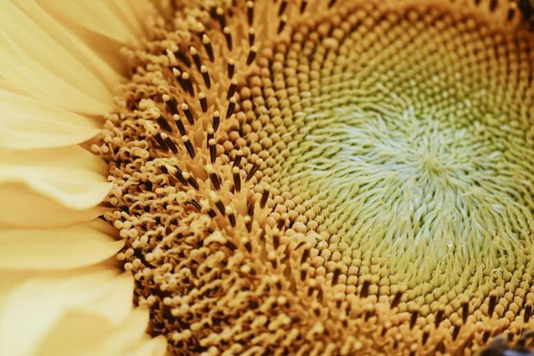 Sunflower Seeds